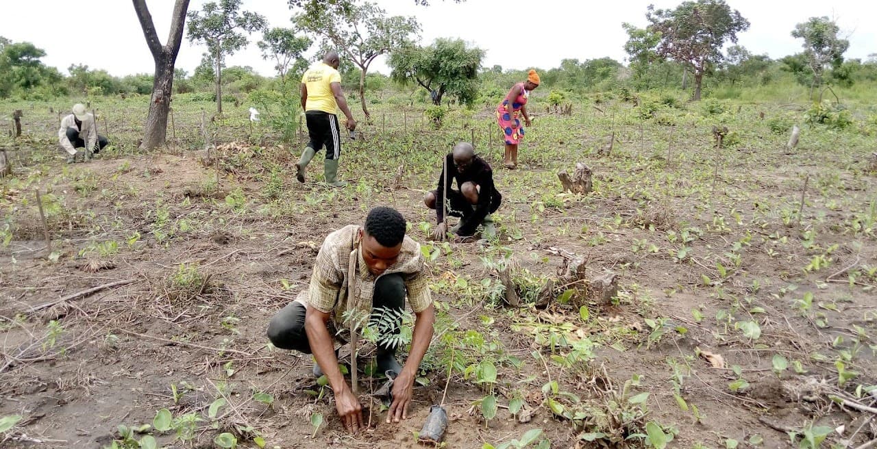 Agroforestry Project (2022)
