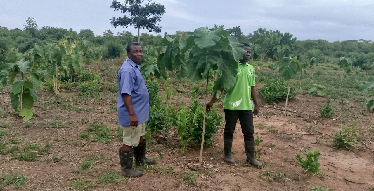 Plant One Tree at a Time
